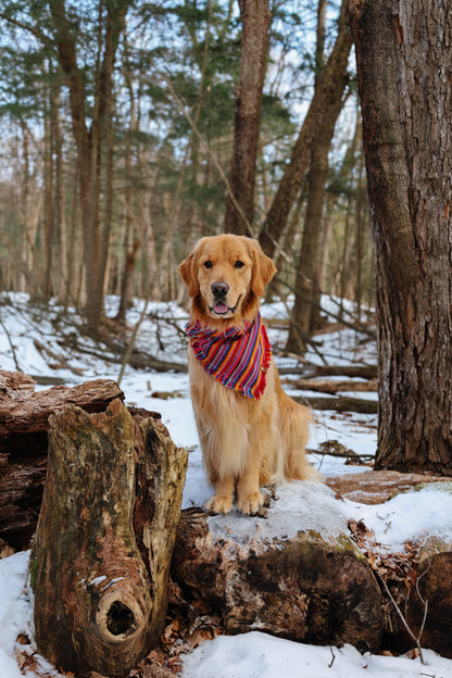 Circus Bandana