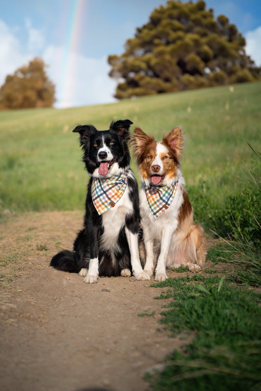 Pride Picnic Bandana
