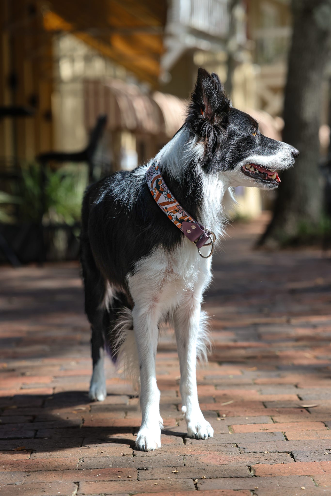 Boogie Bats Velvet Collar