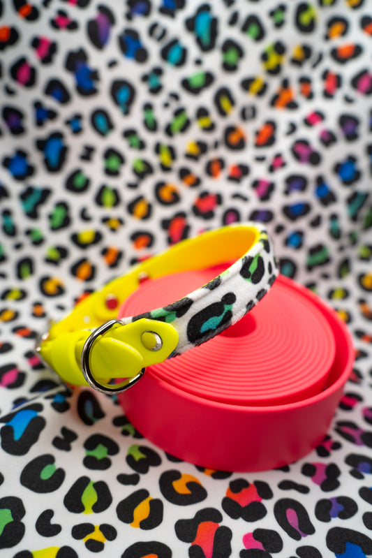 Rainbow Roar Velvet Collar