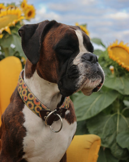 Sunflower Velvet Collar