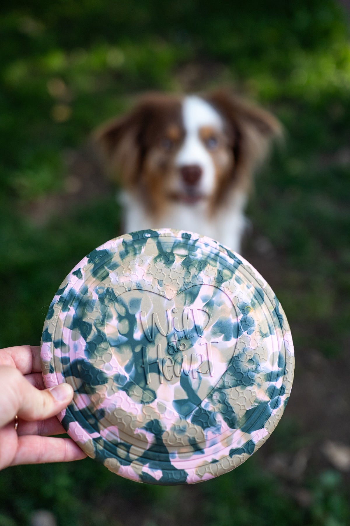 BB Wild Frisbee