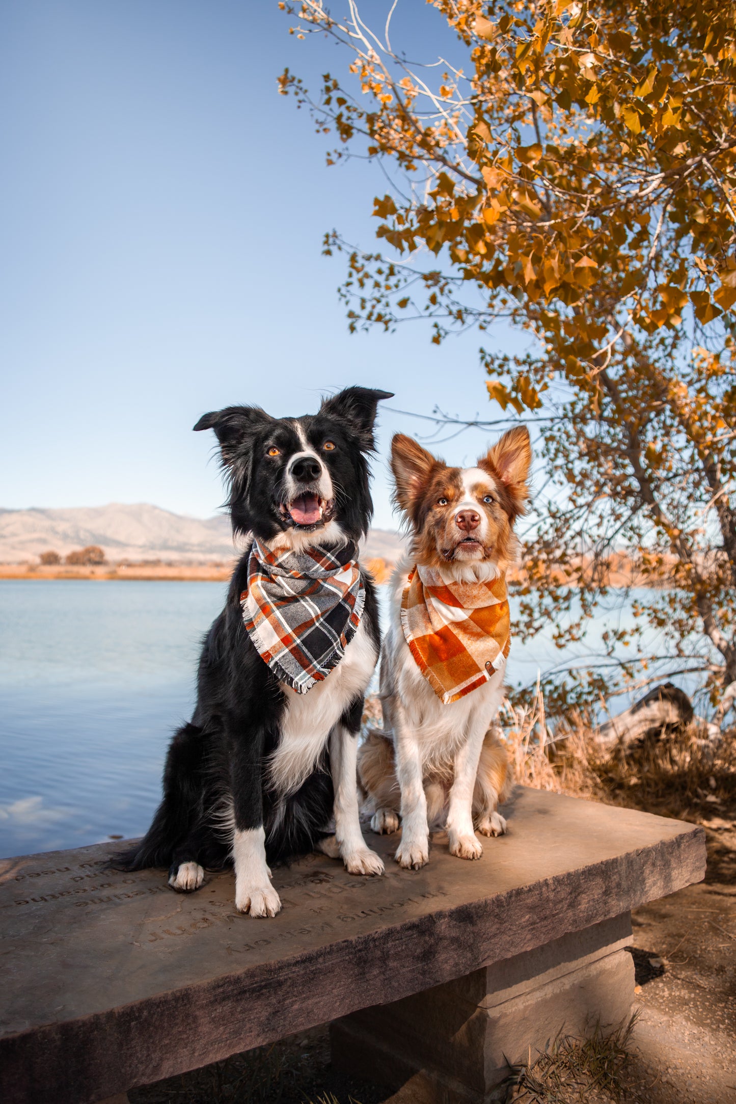 Pumpkin Spice Bandana