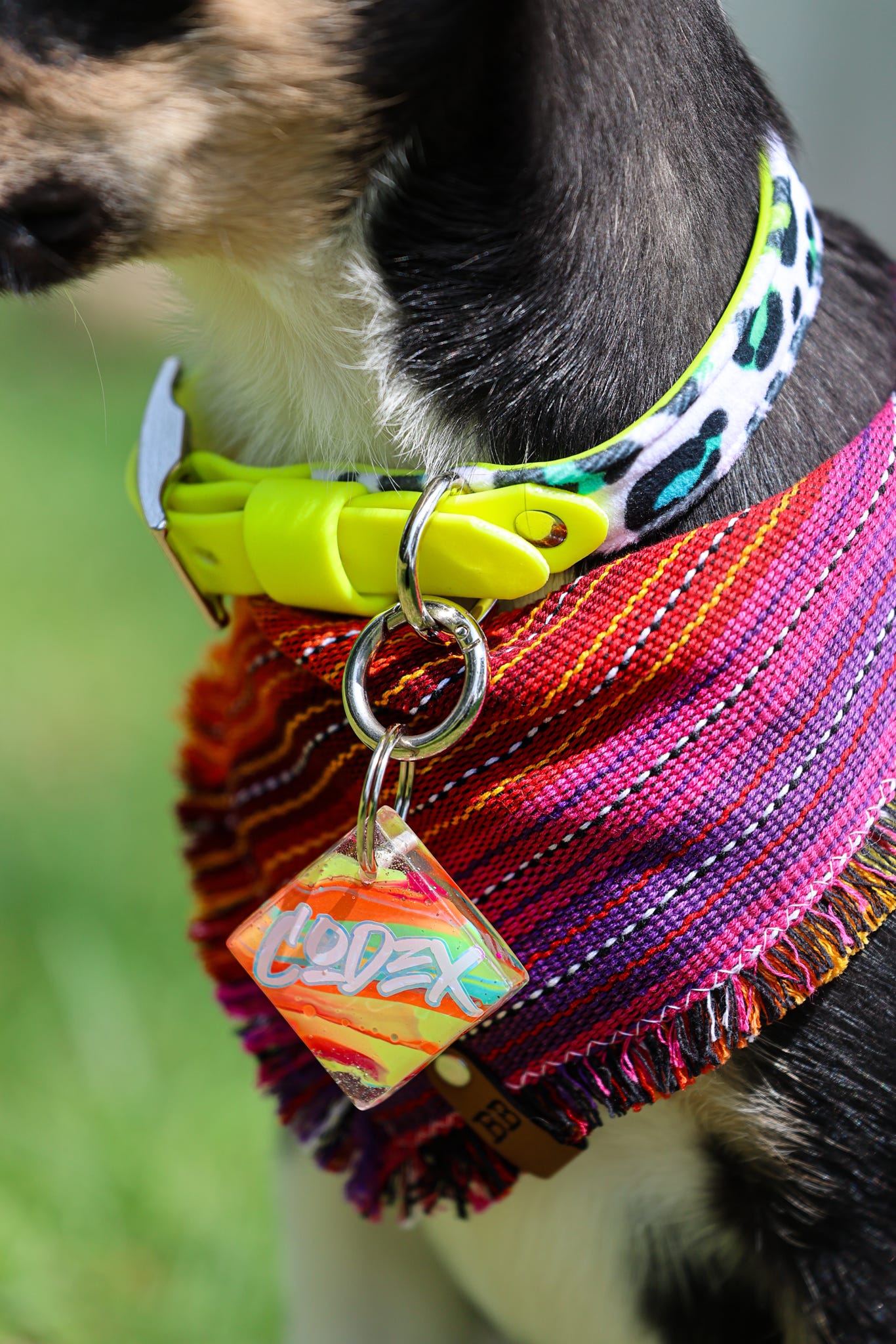 Rainbow Roar Velvet Collar