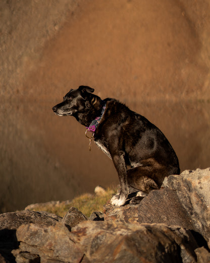 Midnight Magic Velvet Collar