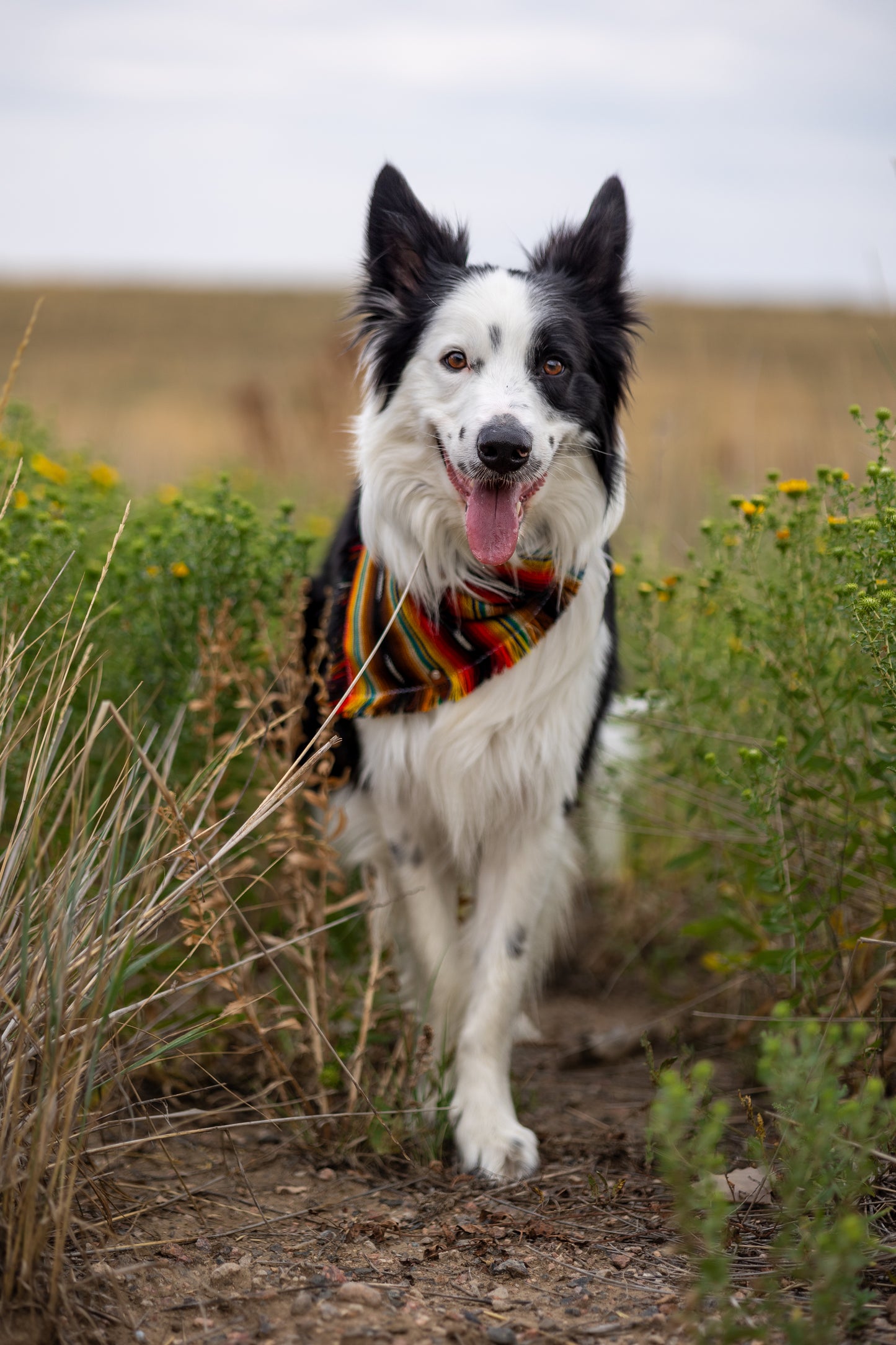 Wildfire Bandana