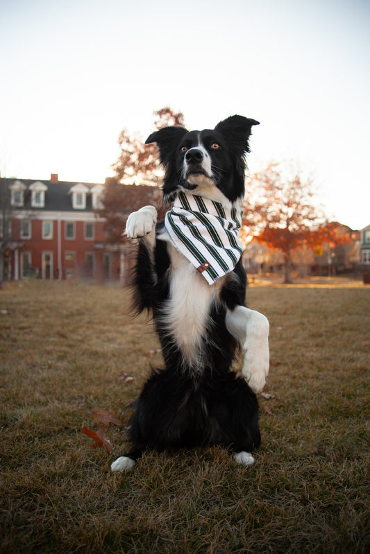 Candy Cane Bandana