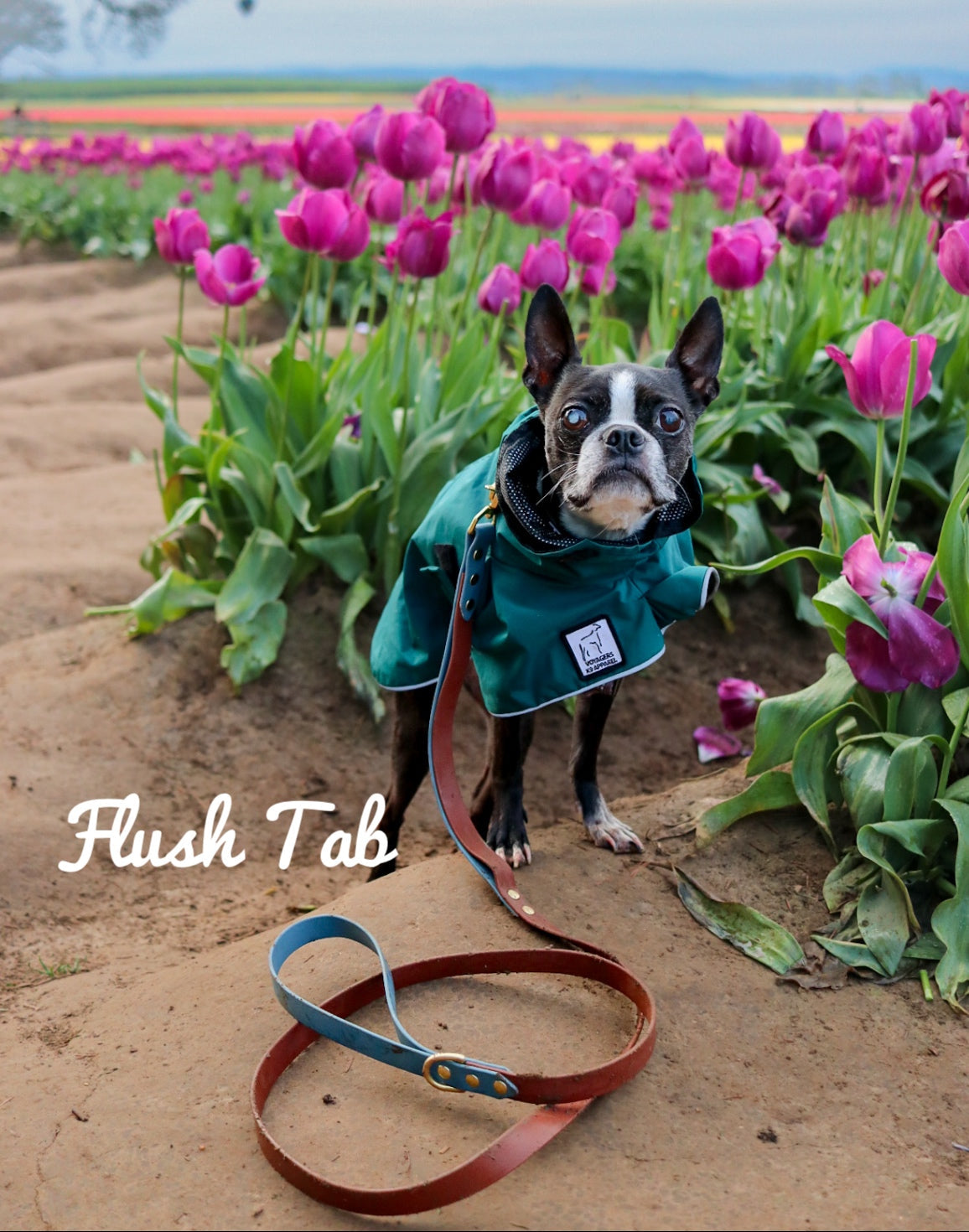 All-In-One Leash