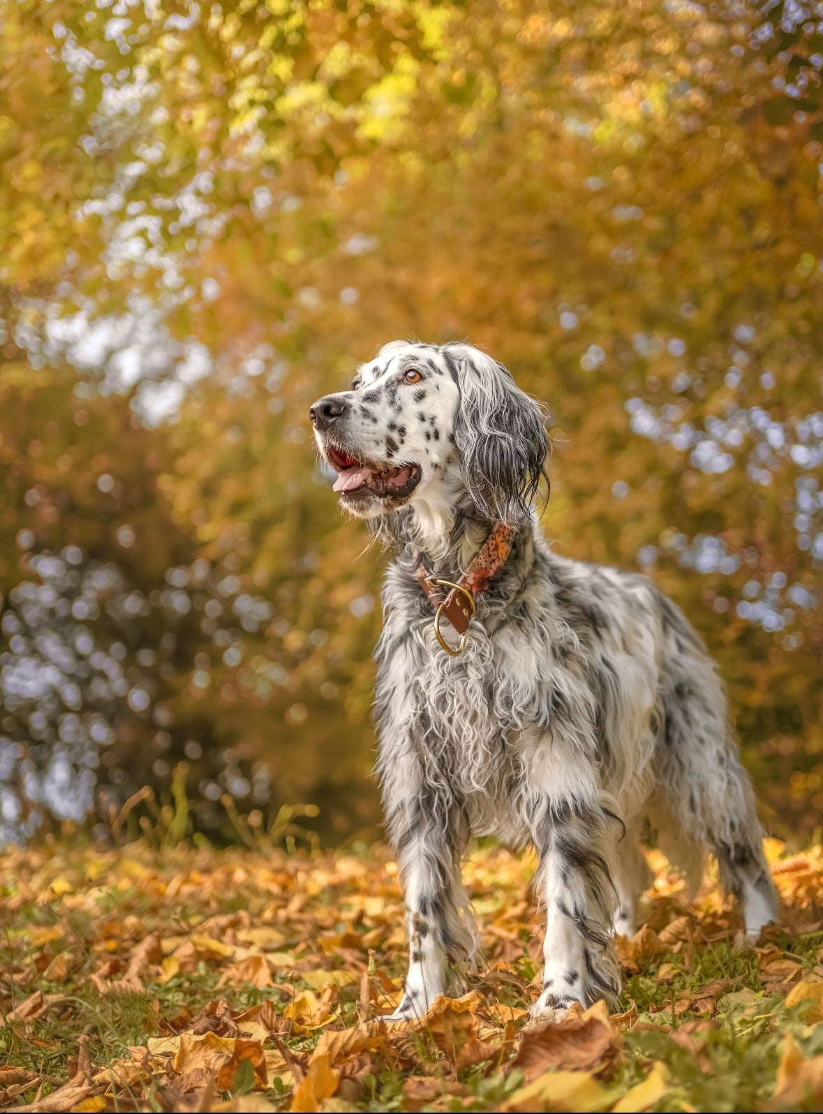 Boho Blooms Velvet Collar