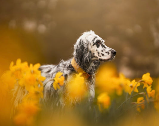 Forest Forage Daisies Collars