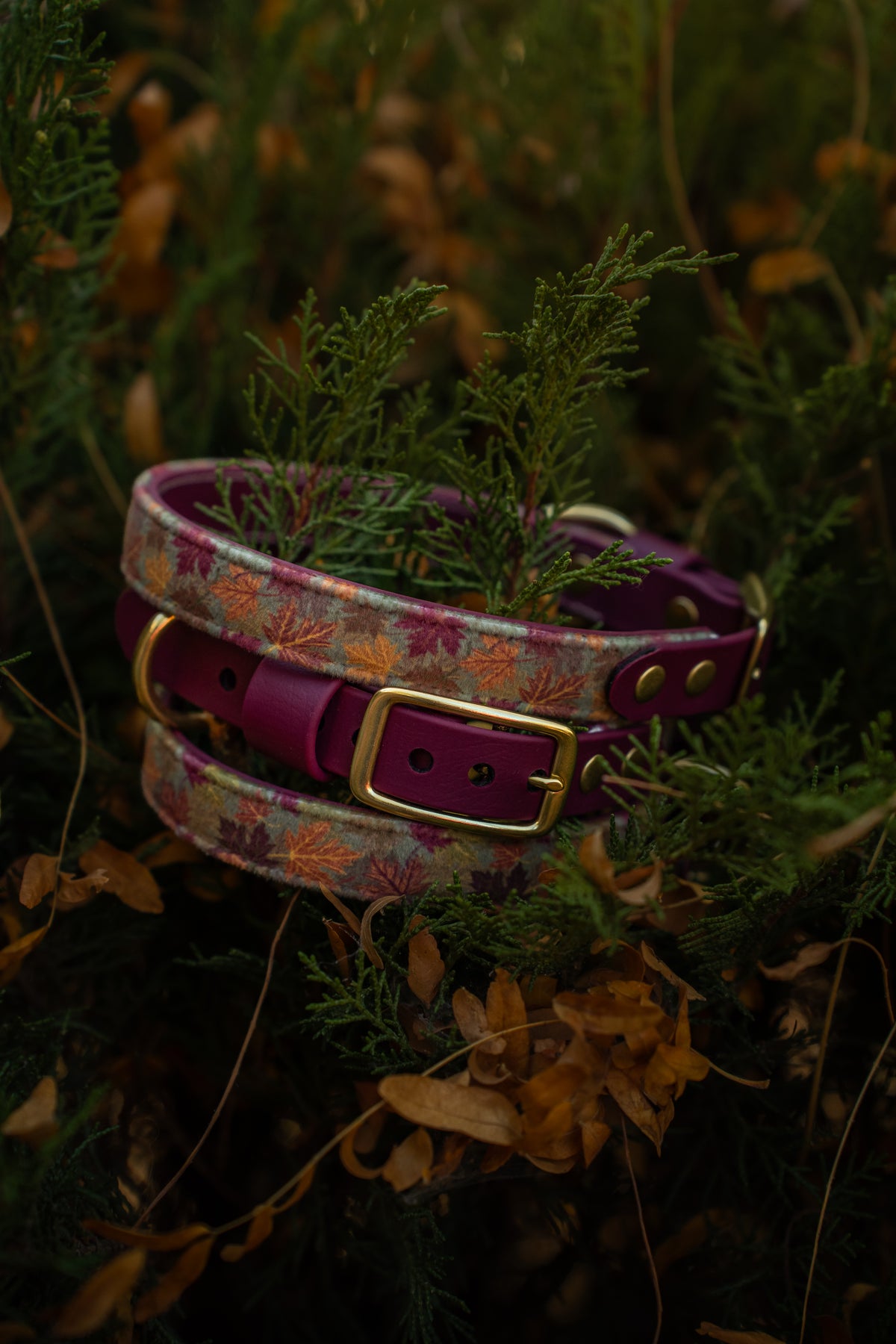 Maple Leaf Velvet Collar