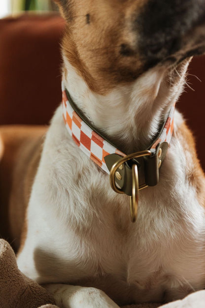 Autumn Velvet Collar