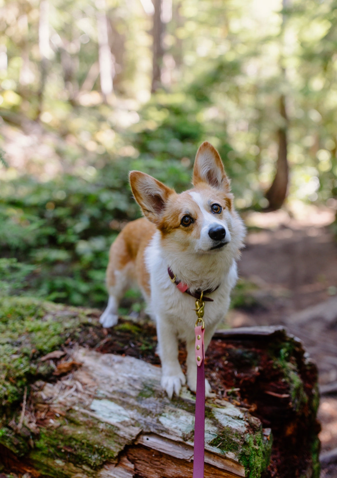 Collar and Leash Bundle