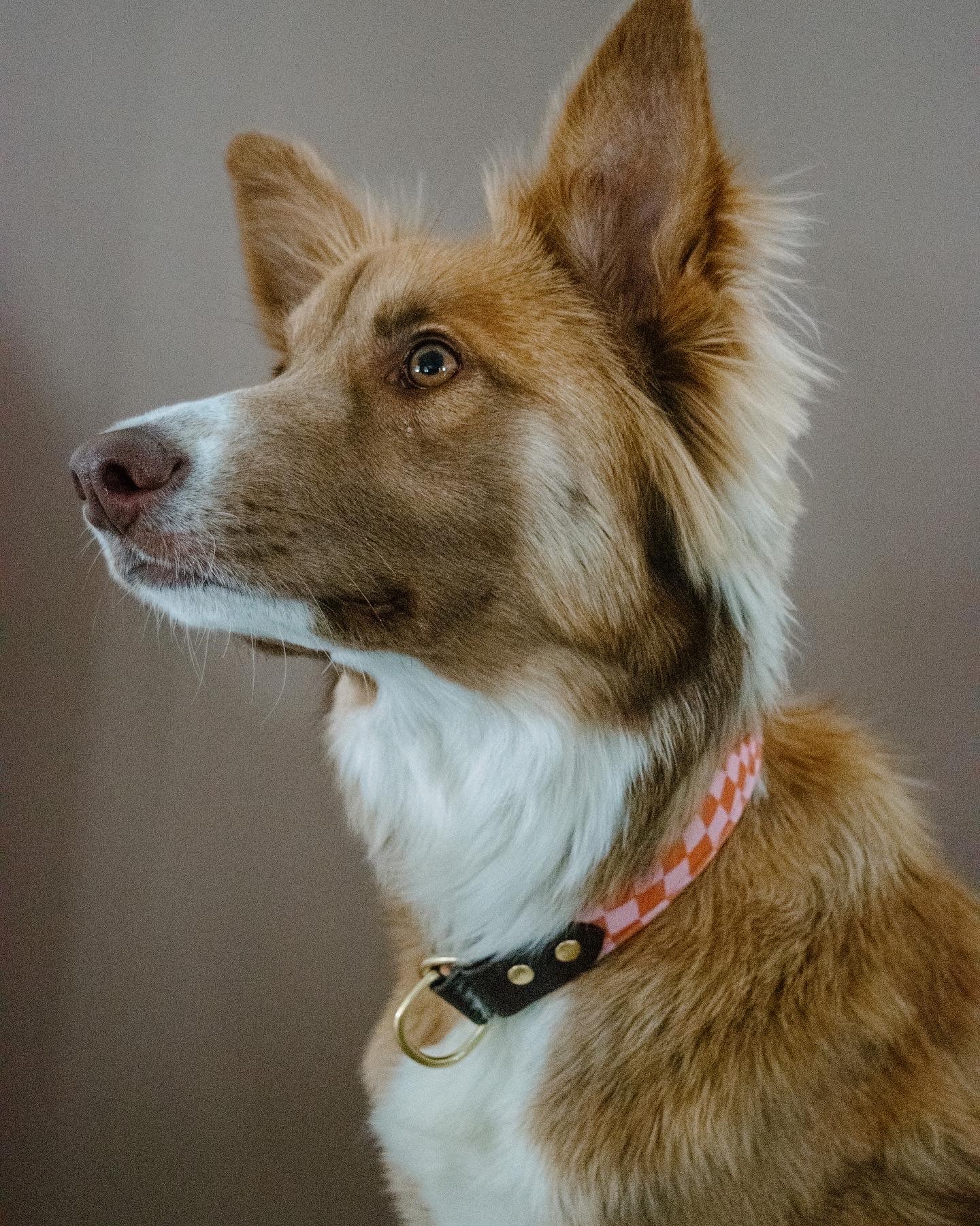 Old School Velvet Collar