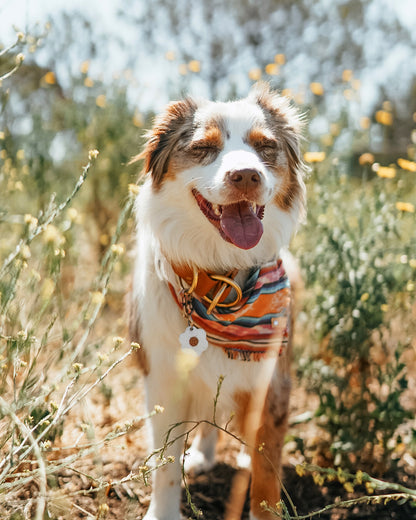Alpenglow Bandana