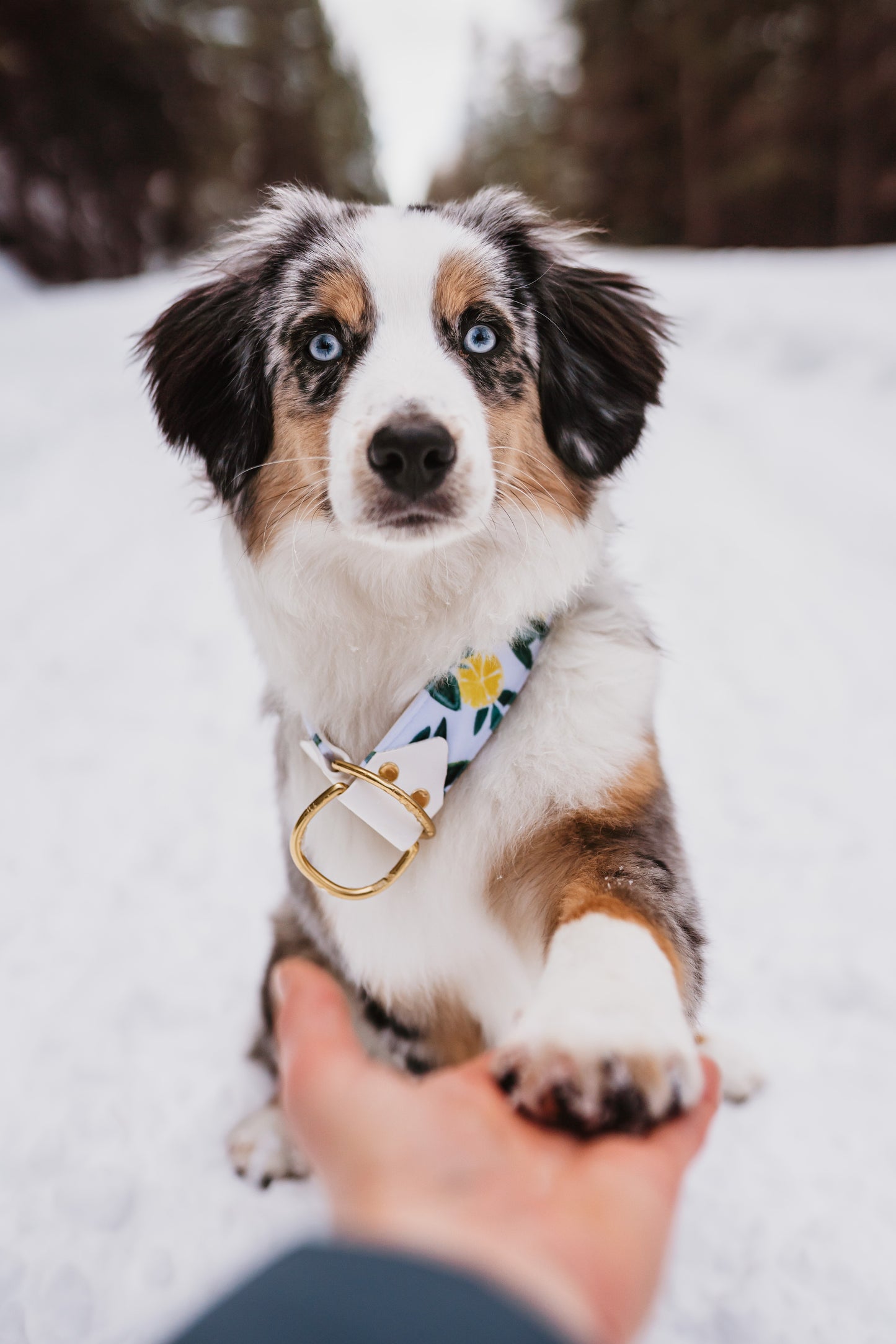 Lemon Squeezy Velvet Collar