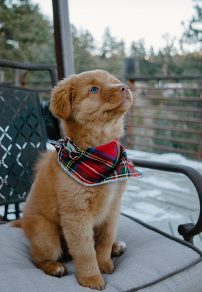 Mystery Bandana