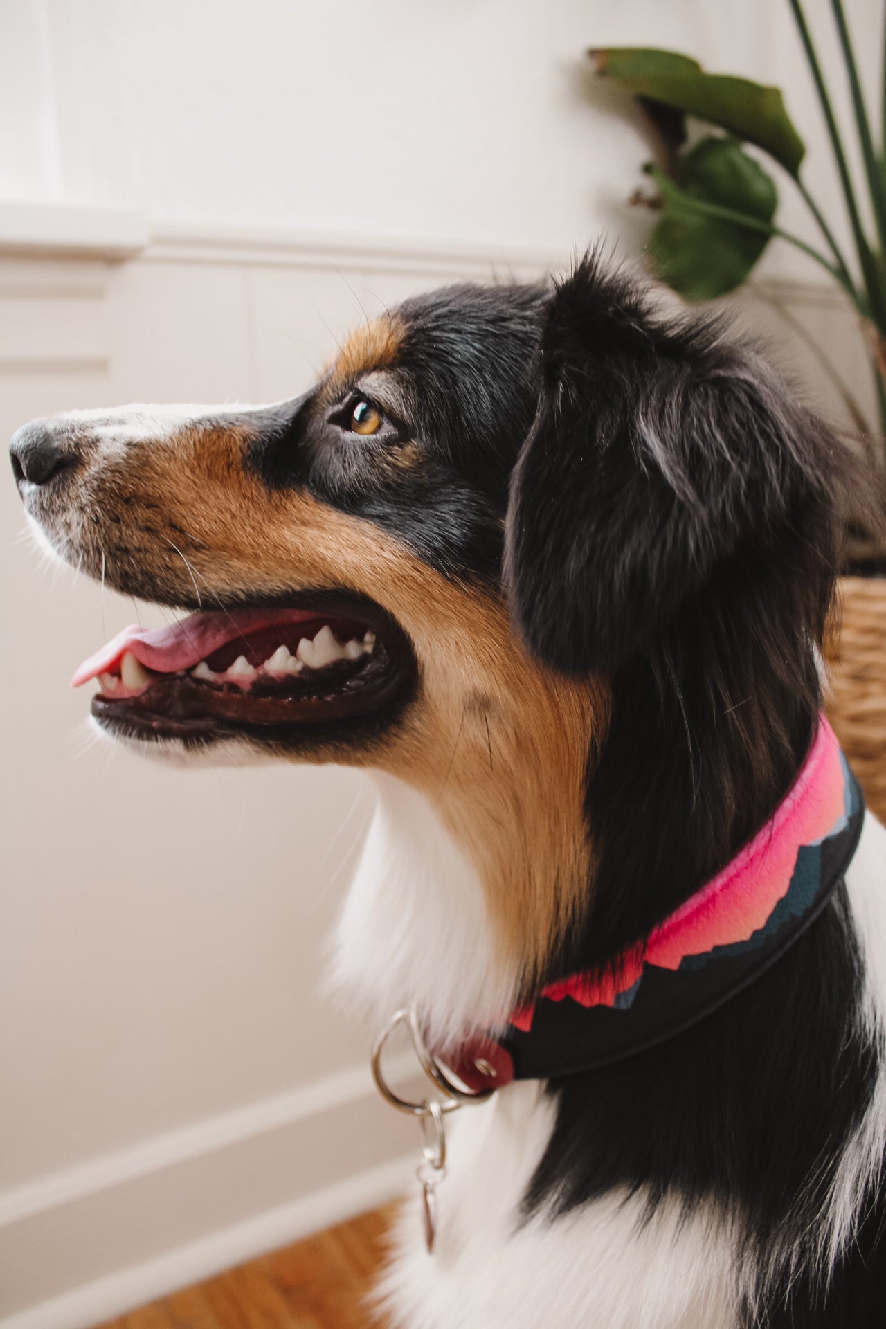 Peak Collection Velvet Collars