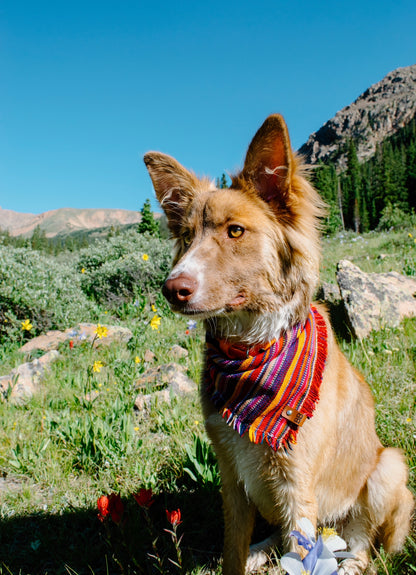 Circus Bandana