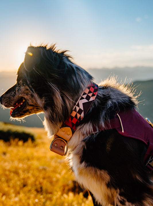 Dawn Velvet Collar