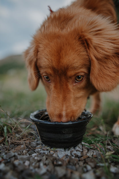 Collapsible Dog Bowl