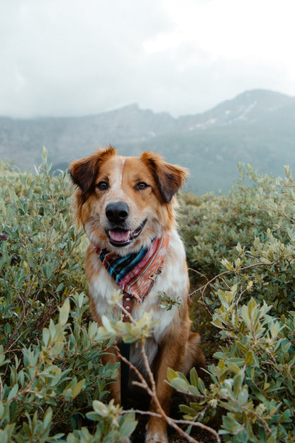 Alpenglow Bandana