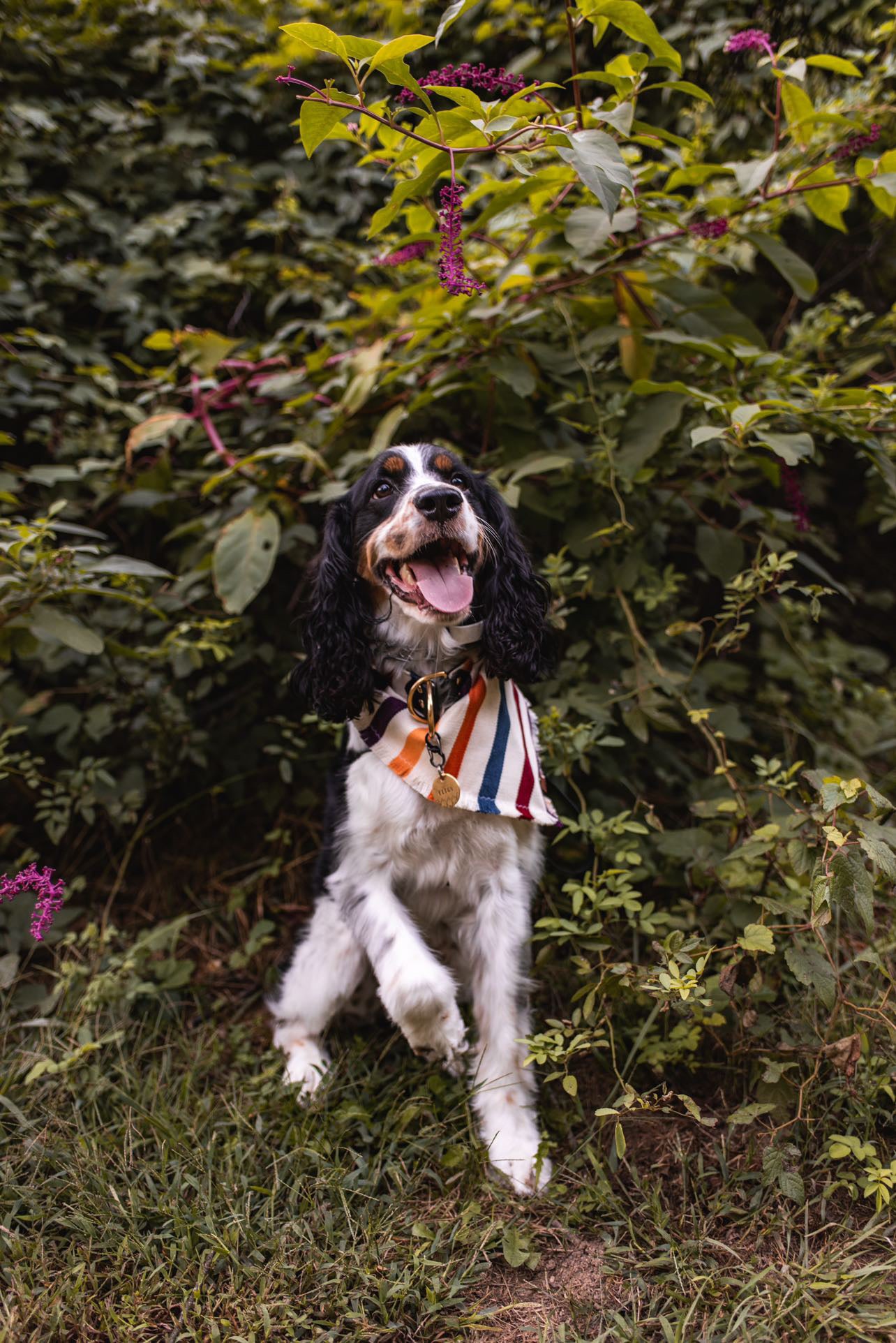 Autumn Stripe Bandana