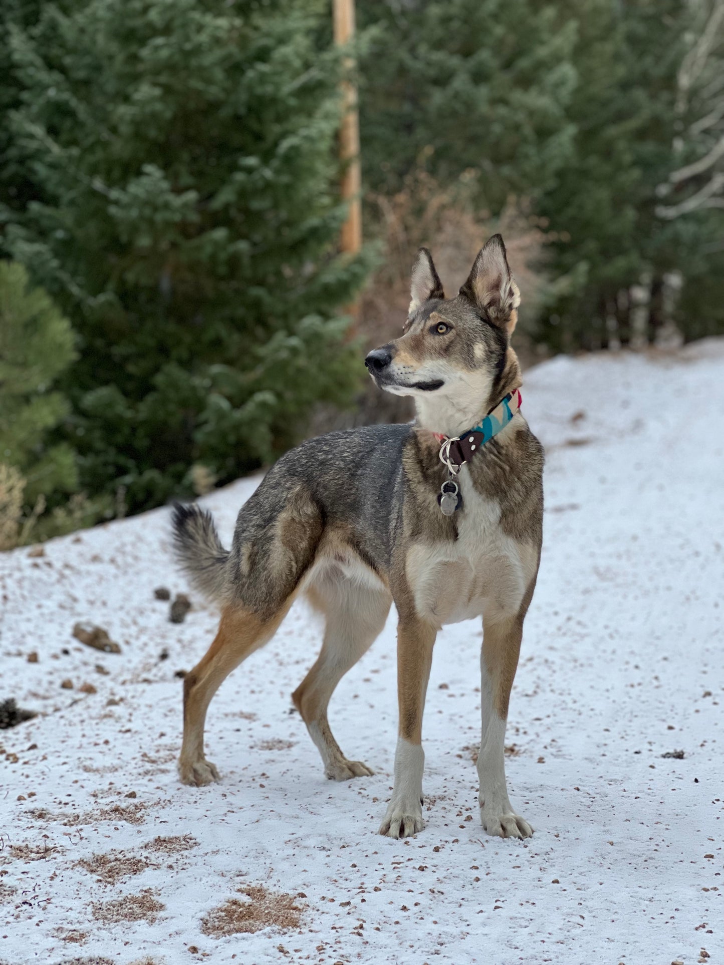 Thunder Scarlet Pendleton Collar