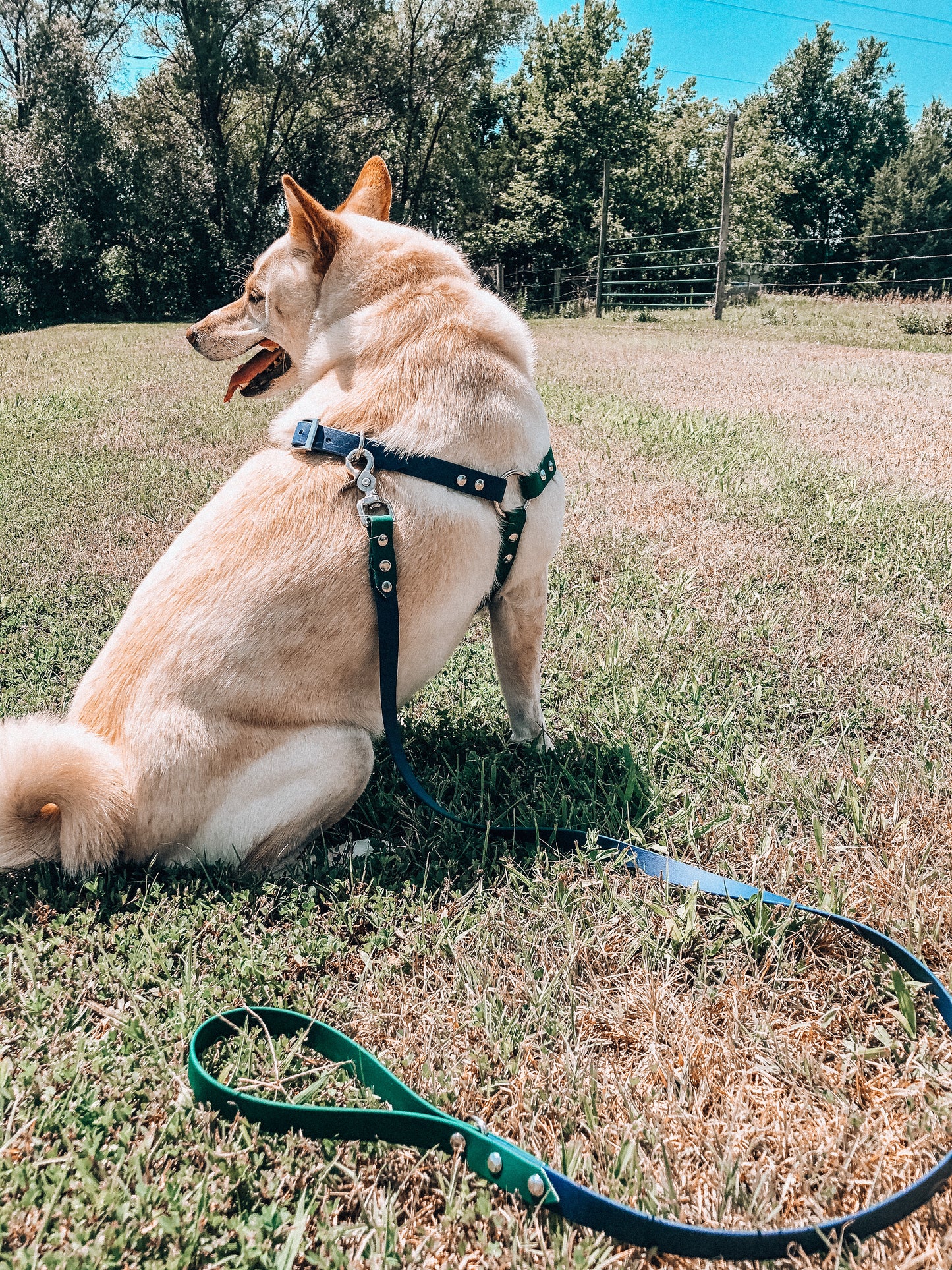 Step-In Harness