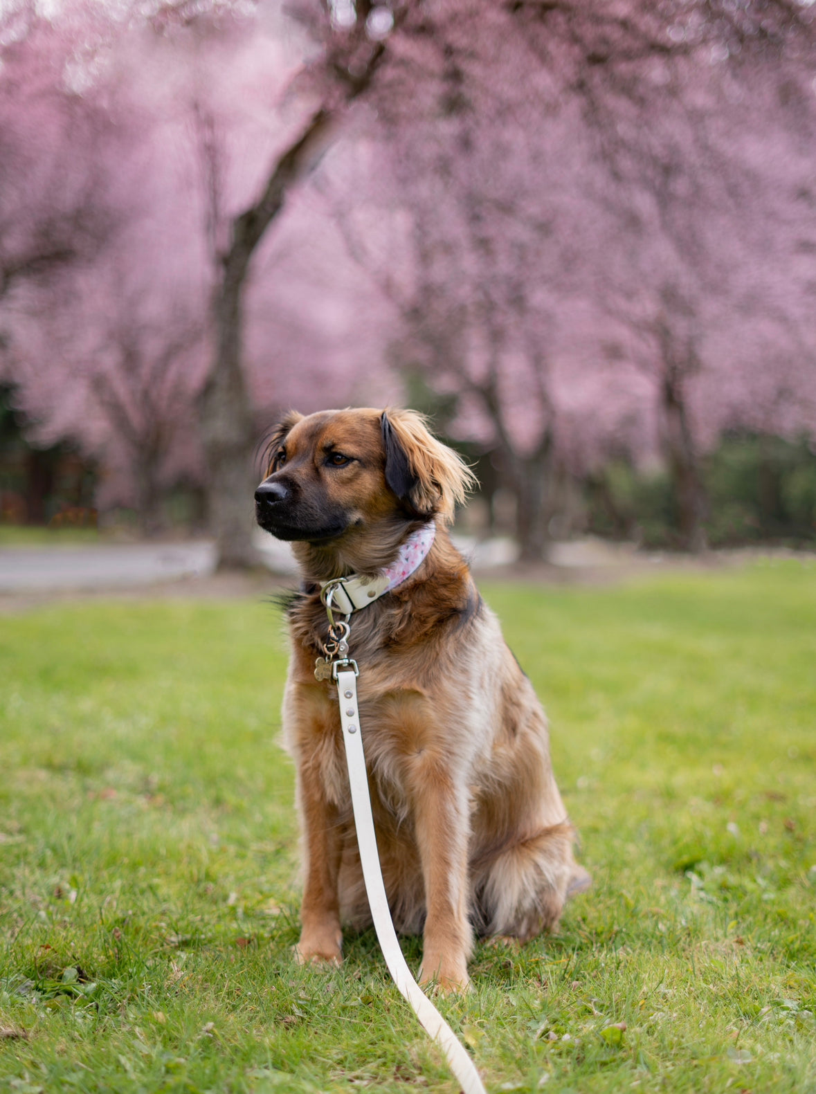 Mystery Fabric Collar Bundle