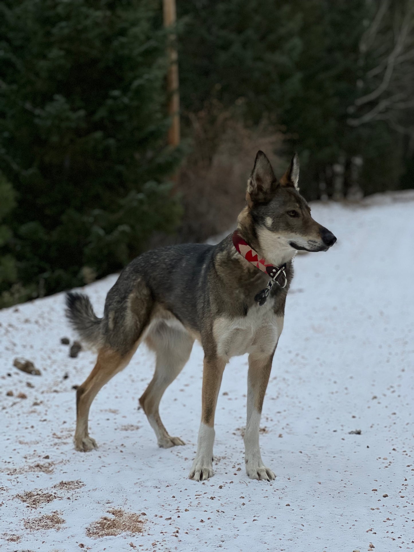 Thunder Scarlet Pendleton Collar